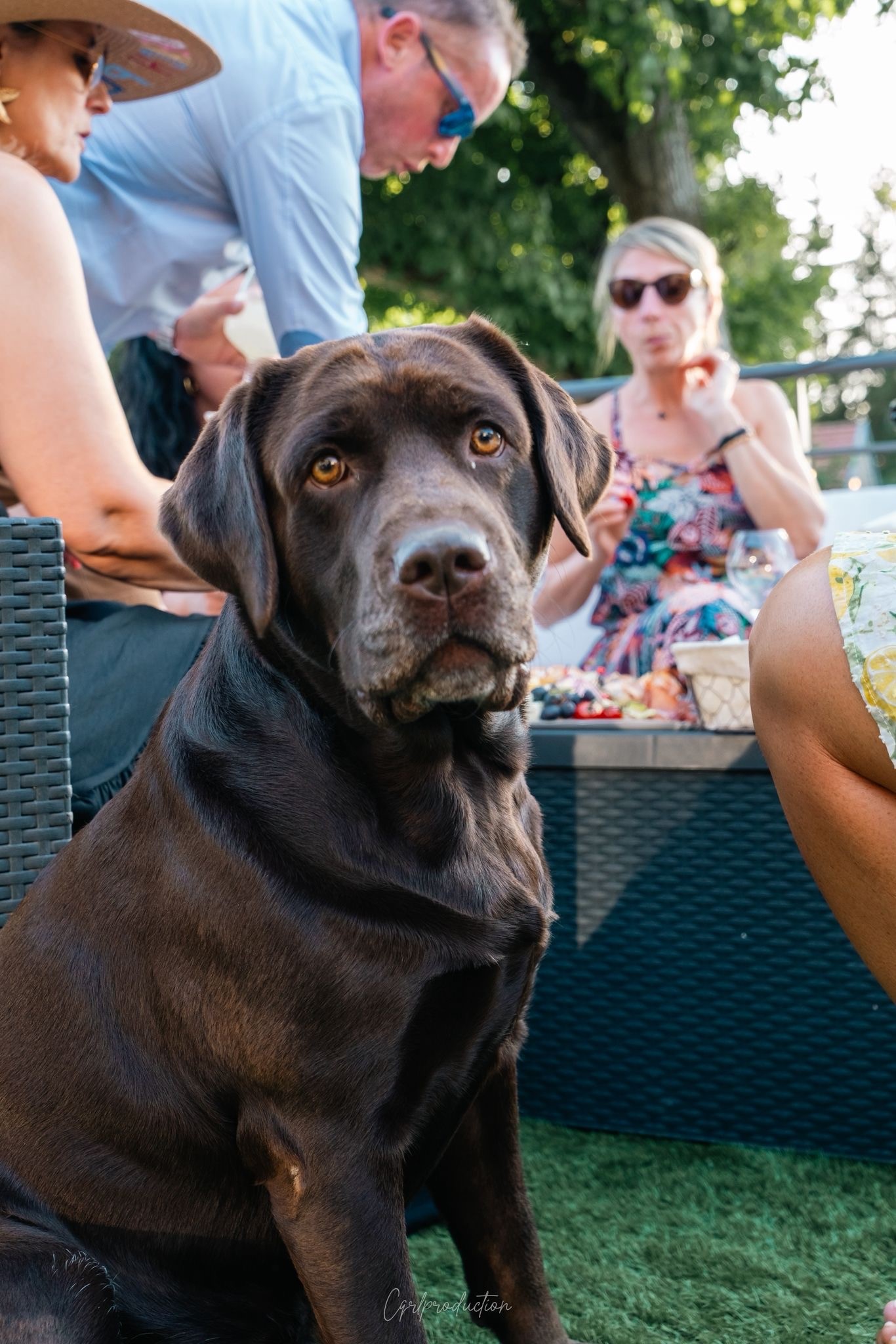 chien labrador marron bienvenu au gîte