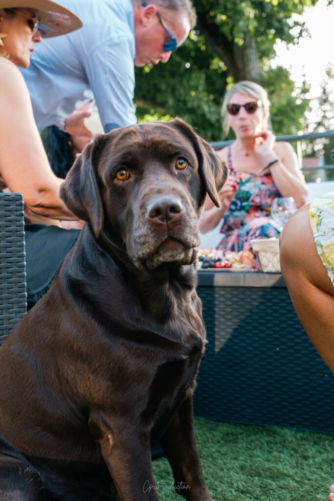 Accueil des animaux de compagnie au gîte avec spa en Champagne – Prestations incluses